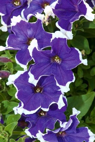 Petunia ogrodowa Iluzja - niebieska - 400 nasion