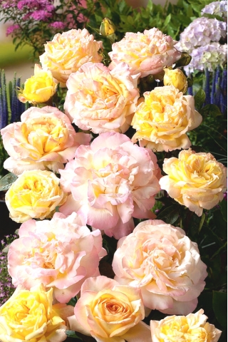 Róża pnąca cytrynowo-różowa - sadzonka z bryłą korzeniową