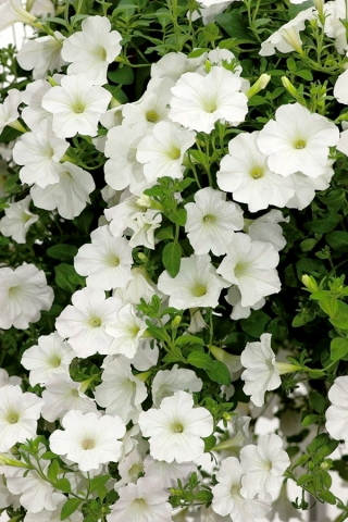 Petunia ogrodowa - Kaskada biała - 160 nasion