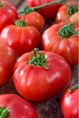 Pomidor Big League - gruntowy i pod osłony, karłowy - 15 nasion