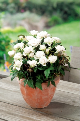 Róża miniaturowa White, Alba Meidiland - sadzonka w pojemniku P9