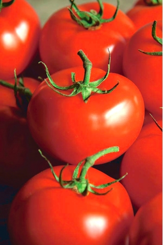 Pomidor Ondraszek - gruntowy, na przetwory i do bezpośredniego spożycia