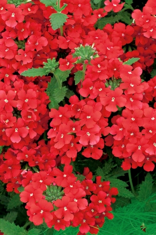 Werbena ogrodowa czerwona - 120 nasion