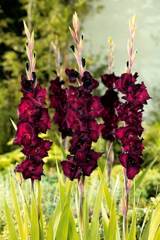 Gladiolus - Mieczyk Black Star - 5 cebulek
