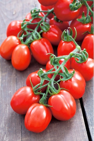 Pomidor gruntowy karłowy Mieszko - średniowczesny, plenny, polecany do uprawy towarowej