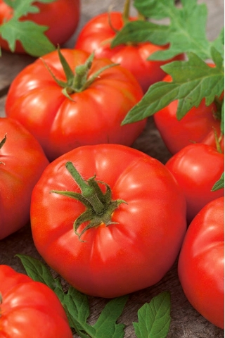 Pomidor Octawian F1 - szklarniowy