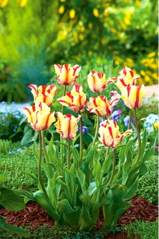 Tulipan Flaming Parrot - duża paczka! - 50 szt.