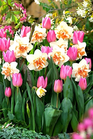 Zestaw narcyz różowo-biały + tulipan jasnoróżowy - 50 szt.