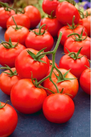Pomidor Rumba Ożarowska - gruntowy, wcześnie dojrzewający - NASIONA OTOCZKOWANE