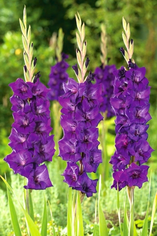 Mieczyk Purple Flora - duża paczka! - 50 szt.