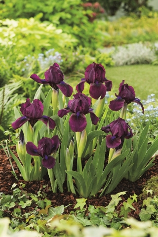 Irys niski, Iris pumila - Fioletowy - Cherry Garden - GIGA paczka! - 50 szt.