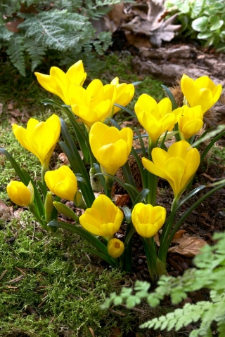 Sternbergia - żółty zimowit - duża paczka! - 20 szt.