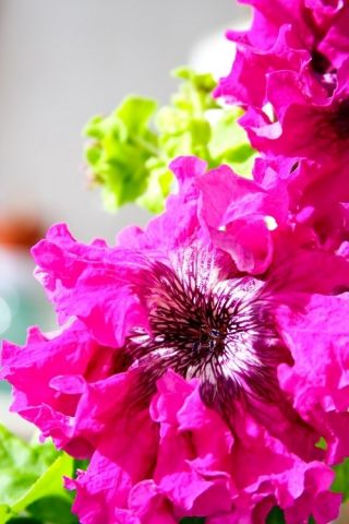 Petunia o kwiatach strzępiastych - amarantowa - 80 nasion