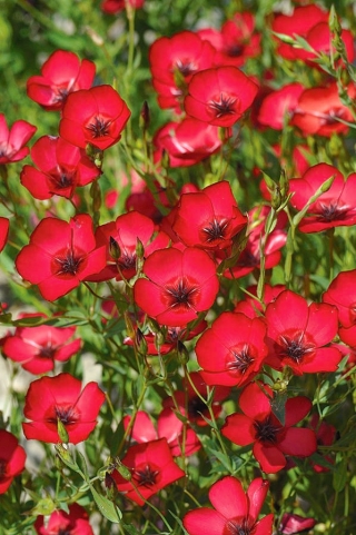 Len wielkokwiatowy - czerwony - 300 nasion