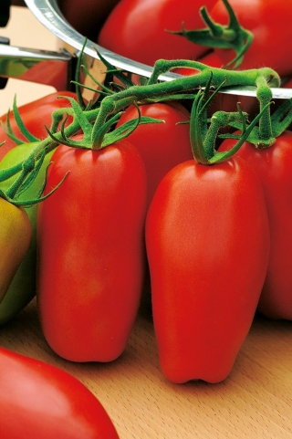 Pomidor Scatolone 2 - gruntowy, w kształcie papryki, idealny na przeciery
