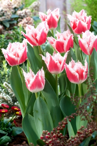Tulipan Bell Song - 5 cebulek