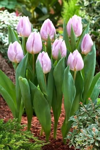 Tulipan Candy Prince - 5 cebulek