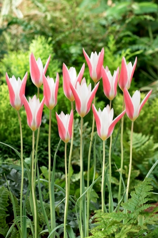 Tulipan Clusiana Lady Jane - 5 cebulek