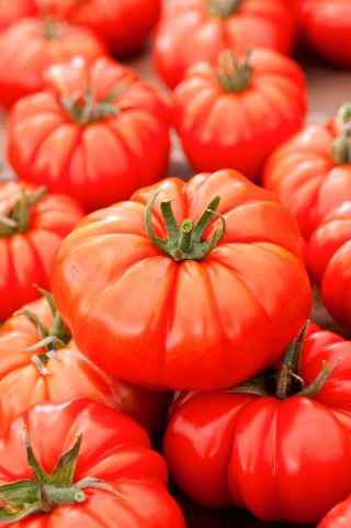 Pomidor Monterosa F1 - malinowy, pod osłony, dla wymagających
