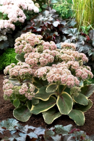 Rozchodnik Diamond Edge - Sedum - sadzonka - duża paczka! - 10 szt.