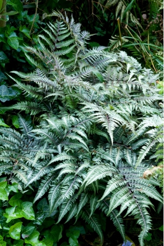 Paproć ogrodowa - Athyrium niponicum - Wietlica japońska - duża paczka! - 10 szt.