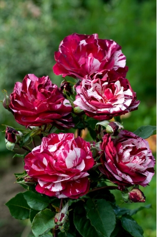 Róża wielkokwiatowa rabatowa biała bordowo nakrapiana - sadzonka z bryłą korzeniową