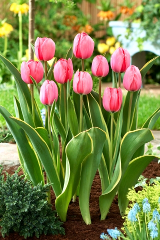 Tulipan Design Impression - GIGA paczka! - 250 szt.