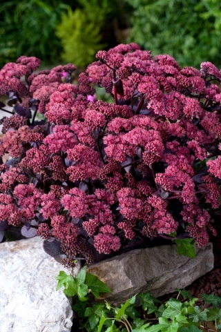 Rozchodnik Xenox - Sedum - sadzonka - GIGA paczka! - 50 szt.