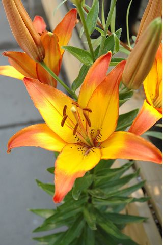 Lilia azjatycka żółto-pomarańczowa - Linda - 1 cebula