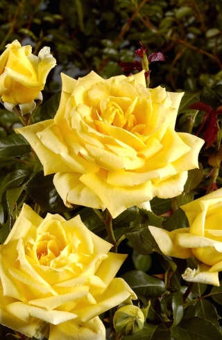 Róża wielkokwiatowa żółta - sadzonka z bryłą korzeniową