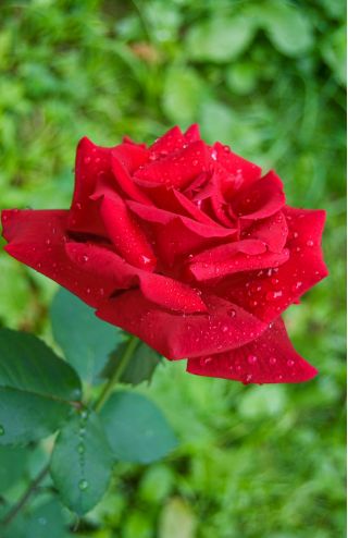 Róża wielkokwiatowa czerwona - sadzonka z bryłą korzeniową