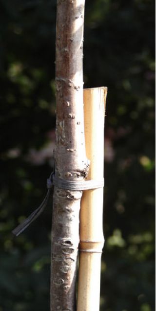 Tyczki bambusowe - 12-14 mm / 90 cm - 5 szt.