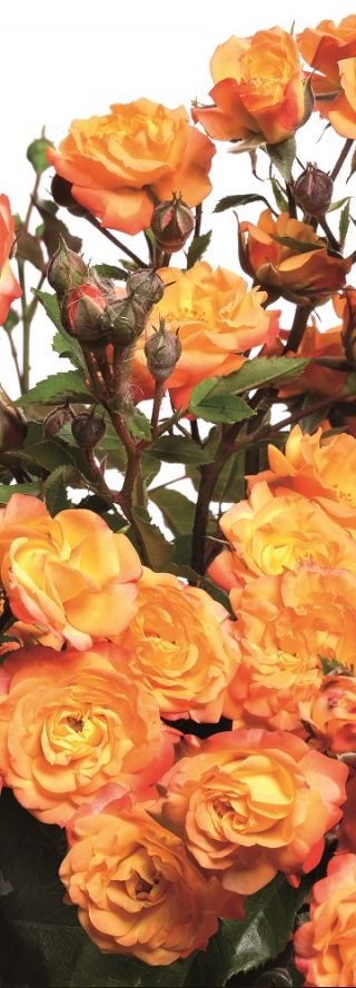 Róża rabatowa żółto-pomarańczowa - sadzonka z bryłą korzeniową
