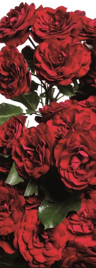 Róża rabatowa czerwona - sadzonka z bryłą korzeniową
