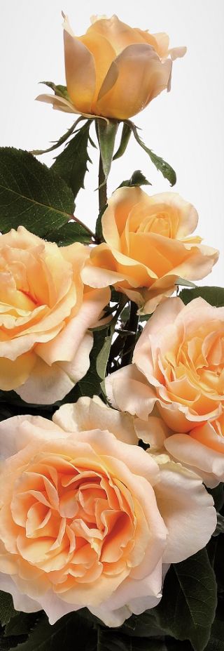 Róża wielkokwiatowa herbaciana - sadzonka