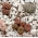 Żywe kamienie - Litopsy - 50 nasion