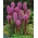 Liatra kłosowa purpurowa - Liatris spicata Purple - 10 cebulek
