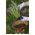 Wiszący koszyk na kwiaty z matą kokosową - 25 cm