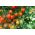 Pomidor wysoki czereśniowy - Pokusa - 400 nasion