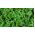 Jarmuż zielony Dwarf Green Curled - 300 nasion