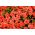 Petunia ogrodowa - Kaskada łososiowa - 160 nasion