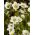 Skalnica – kobierzec różnobarwnych kwiatów - 1000 nasion