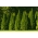 Tuja Smaragd - Żywotnik zachodni - duża sadzonka 35-50 cm - C2