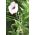 Biały zygzak - Podpórka do storczyka i innych kwiatów