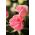 Róża wielkokwiatowa jasnoróżowa - sadzonka z bryłą korzeniową