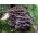 Żagwica listkowata Maitake - grzybnia na kołkach - Planto