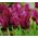 Tulipan Burgundy - 5 cebulek