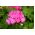 Pelargonia różowa - 10 nasion