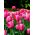 Tulipan Van Eijk - 5 cebulek