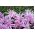 Zimowit pełny Waterlily - ogrodowa lilia wodna - 1 cebulka